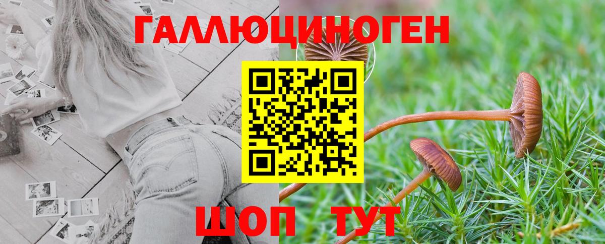 Псилоцибиновые грибы Cubensis Аргун